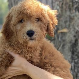Boy 2 - Apricot Goldendoodle puppy in Bradenton, Florida from Doodle Acres
