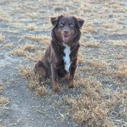 Ravioli - Red tri female Toy Australian Shepherd puppy in Mountain Home, Idaho from LJK Boxers & Toy Aussies