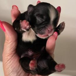 Shih Tzus from Exclusively Shih Tzu's LLC