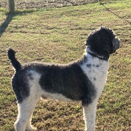 Zeek - Poodle