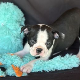 Boston Terrier Puppies from Bluewater Bostons