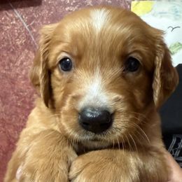 Boy 2 - Golden male Golden Retriever puppy in Princeton, Minnesota from Bewitched Goldens