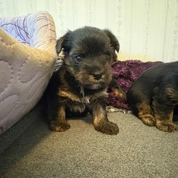 Jimmy - Black and tan male Yorkshire Terrier puppy in Lamar, Missouri from RJ’S Classy Yorkies