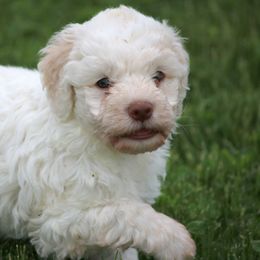 Lagotto Romagnolo Puppies from Montagna del Mare Lagotto Romagnolo