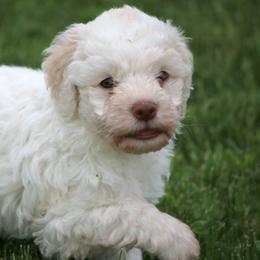 Lagotto Romagnolo Puppies from Montagna del Mare Lagotto Romagnolo