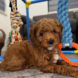 Toffee - Red  male Goldendoodle puppy in Miami, Florida from Haus of Pawz