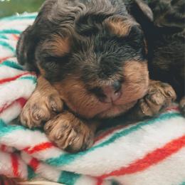 Kevin - Blue merle male Aussiedoodle puppy in Yacolt, Washington from Aussiedoodles by Maggie