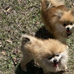Pomeranians from Bourlet Poms