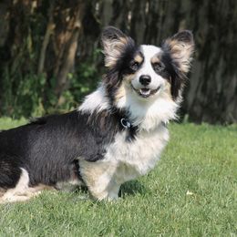 Grimm - Pembroke Welsh Corgi