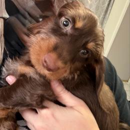 AKC Rudolph on the go and ready to take on the world AKC - Chocolate and tan male Dachshund puppy in Erie, Michigan from Champagne’s Grinch Toe’d Dachshunds