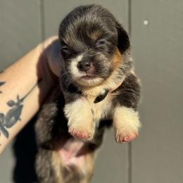 Dior (fluffy) - Blue female Pembroke Welsh Corgi puppy in East Oakdale, California from Rhettro Kennels