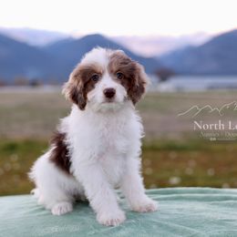 Eureka - Brown merle female Aussiedoodle puppy in Hamilton, Montana from North Lake Aussies