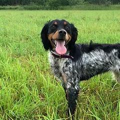 English Cocker Spaniels and French Brittanys from HHF gun dogs