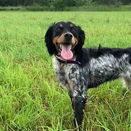 English Cocker Spaniels and French Brittanys from HHF gun dogs