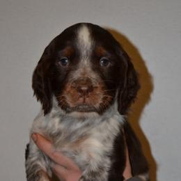 English Springer Spaniel Puppies from Stormin Pine and Prairie Springers