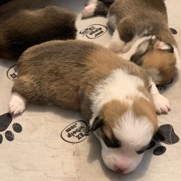 Pembroke Welsh Corgi Puppies from Silver Mae Kennel