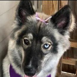 Karma - Siberian Husky