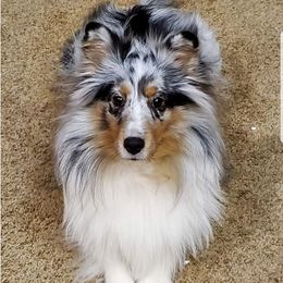 Shetland Sheepdogs from Kaytea Shelties
