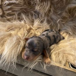 Lilly - Dapple female Dachshund puppy in Cushing, Oklahoma from Ash's mini Dach's