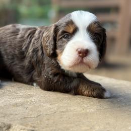 Bernedoodle and Goldendoodle Puppies from Country Hills Doodles