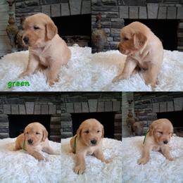 Green boy - Dark golden male Golden Retriever puppy in Howell, Michigan from Robbin's Treasures