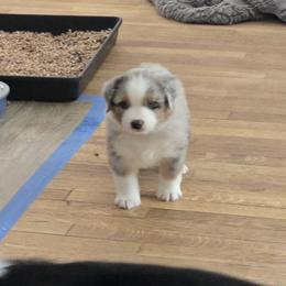 Boy 4 - Blue merle male Miniature American Shepherd puppy in Dayville, Connecticut from Sterling Acres