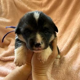Baby girl purple - Black and tan female Pembroke Welsh Corgi puppy in Saint Johns, Florida from Colebrooke Farm