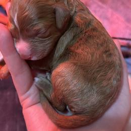 Cavapoo and Cockapoo Puppies from The Barkery