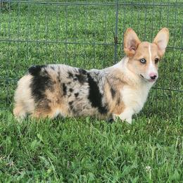 Scamp - Blue merle and white male American Corgi puppy in Dunbar, Nebraska from Vintage Corgis
