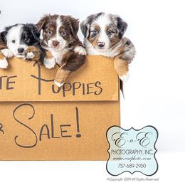 Miniature Australian Shepherd Puppies from Royal Aussies of Virginia