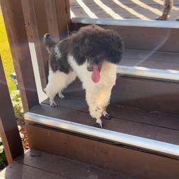 Maggie - Poodle
