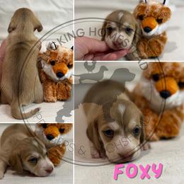 Foxy - Cream female Dachshund puppy in Fond Du Lac, Wisconsin from Clucking Homestead Springers & Dachshunds