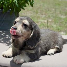 Smidge - Black and cream male Dachshund puppy in Brooksville, Florida from Dapper Doxies