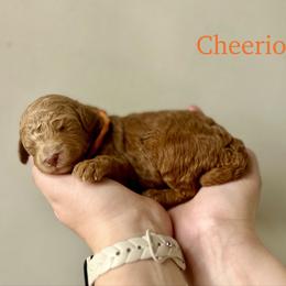 Cheerios - Red  male Goldendoodle puppy in Taylorsville, North Carolina from Heartfelt Doodles