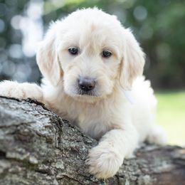 Miss White Velvet - Goldendoodle puppy in Statesville, North Carolina from Parfait Mischen Goldendoodles