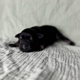 Maverick - Black and silver male Miniature Schnauzer puppy in Liberty, Texas from Texas Small Town Schnauzers