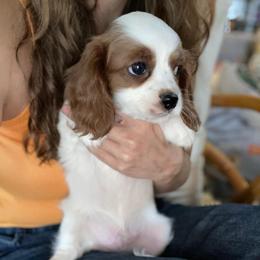 Spot - Blenheim male Cavapoo puppy in Phoenix, Arizona from Larisa's Cavaliers