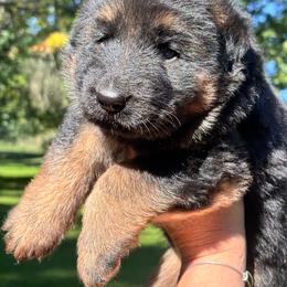 Male - Black and red male German Shepherd puppy in Lordstown, Ohio from Jewels German Shepherd