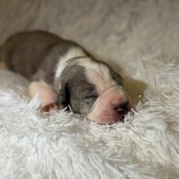 Bevo - Mantle merle male Great Dane puppy in Montgomery, Texas from KD Sweet Southern Danes