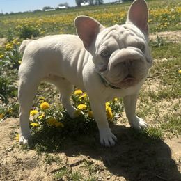 French Bulldogs from Huron bulldogs