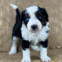 BTF2 - Black tri-color female Aussiedoodle puppy in Prague, Oklahoma from Classic K9’s  Aussies & Doodles