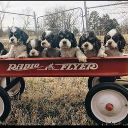 Cocker Spaniel Puppies from Galaxy Cockers