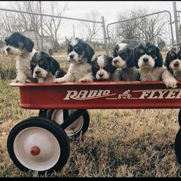 Cocker Spaniel Puppies from Galaxy Cockers