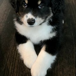 Miniature American Shepherd Puppies from DreamWeaver