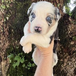 Boy 1 - Blue merle male Australian Shepherd puppy in Lakeland, Florida from Infinite Aussies