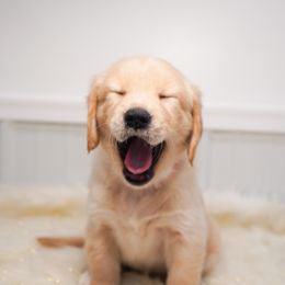 Golden Retriever, Miniature American Shepherd, and Siberian Husky Puppies from HuskiesAndGoldensWithFinesse