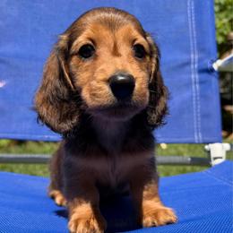Shaded Red Male - Red male Dachshund puppy in Santa Rosa, California from Signature Mini Dachshunds