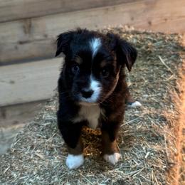 Black Tri - Black tri male Toy Australian Shepherd puppy in Billings, Montana from Chapman's Aussies