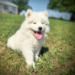 Dexter - White male Samoyed puppy in Durant, Oklahoma from OrangeLine Samoyeds