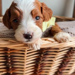 Dottie - Yellow collar girl - Red  female Goldendoodle puppy in Ruthorfordton, North Carolina from Duncan Doodles Goldendoodles
